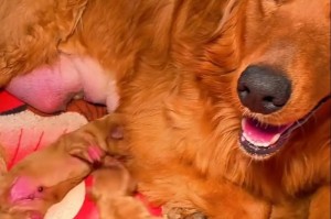 探寻小金毛幼犬的独特气味之谜（揭秘小金毛幼犬气味源头及其意义）