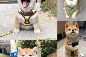 柴犬的排泄频率与习惯（以柴犬多久上一次厕所为主题的调查与分析）
