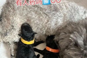 泰迪犬何时开始吃东西？（探究泰迪犬适合开始吃固体食物的时间段）