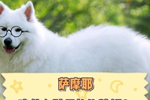 50天萨摩耶的饮食指南（为您的萨摩耶提供健康、均衡的饮食建议）