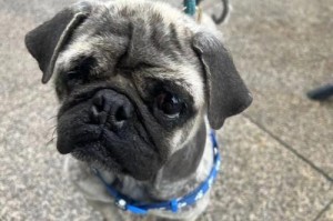 以巴哥犬眼睛疾病的防治（宠物主人必看！巴哥犬眼睛疾病是如何产生的？）
