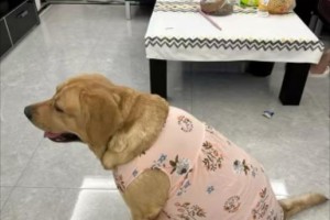 金毛脱毛原因及解决方法（揭开金毛脱毛之谜，让你的宠物毛发健康无忧）