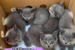 蓝猫（优缺点一览，让你了解蓝猫的特点）