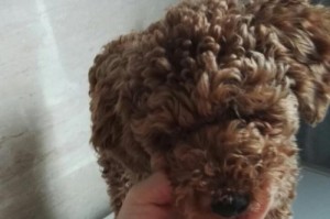 狗狗产后低血钙（了解狗狗产后低血钙，守护母犬健康）