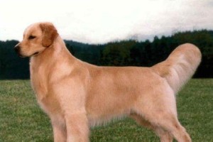 金毛饲养全攻略（做好饲养金毛的这些，你的爱犬会更健康）