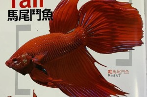 斗鱼的饲养技巧（让你的泰国斗鱼成为健康宠物的秘诀）