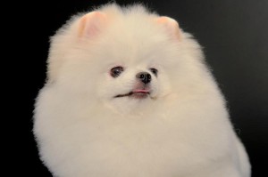 探索世界上最受欢迎的小型犬品种（了解不同品种特点，选择适合你的小型犬）