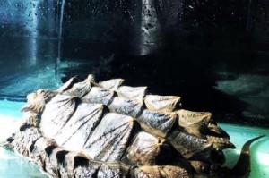 大鳄龟饲养方法详解（了解如何正确照顾你的大鳄龟）