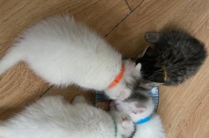 给野猫喂食的正确方法（了解野猫的需求，选择合适的食物）