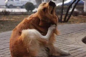 狗狗为什么总挠自己？（探究狗狗挠痒背后的原因与解决方法）