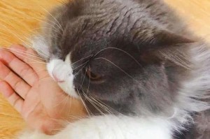 为什么猫咪会突然扑过来咬人？（探究猫咪攻击人的原因及应对方法）