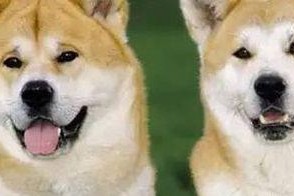 秋田犬呕吐的处理方法（原因、预防和治疗方法）