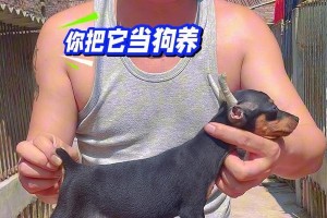 如何科学饲养迷你杜宾犬？（关爱迷你杜宾，做贴心主人；宠物护理，需要做到这些！）