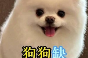 狗狗微量元素补充的重要性（探讨狗狗微量元素补充的最佳时间和方法）