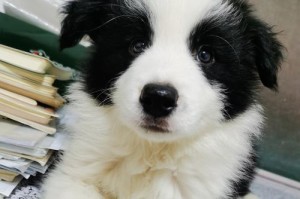养边境牧羊犬需注意的重要事项（疫苗、驱虫不可少）