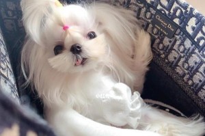 宠物缺钙的常见表现及治疗方法（关注宠物缺钙，保障宠物健康）