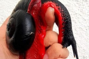 如何护理寄生虫感染的宠物？（以凯恩梗为例，掌握基本护理技巧）
