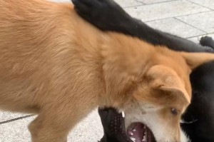 世界上打架最厉害的狗狗——斗牛犬（揭秘斗牛犬的战斗本能与训练方法）