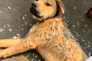 为什么狗狗喜欢躺着？（解析狗狗喜欢躺着的原因及其影响）