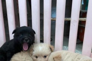 狗狗低血糖抽搐的症状及处理方法（了解狗狗低血糖抽搐的常见症状，保护我们的宠物健康）