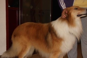 如何正确给苏格兰牧羊犬泡狗粮（宠物的健康饮食从细节开始/狗粮泡得恰到好处才能增进犬只健康）
