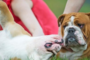 英国斗牛犬的饲养全指南（了解英国斗牛犬的习性，让饲养更得心应手）