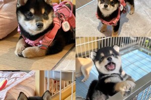 柴犬价格揭秘（探讨柴犬幼犬价格的真实情况和购买的风险，教你正确选择）