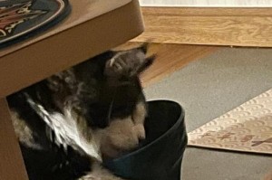 为什么猫不喜欢喝水？（探究猫咪水量摄入不足的原因和解决方法）