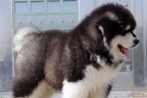 探秘阿拉斯加雪橇犬的魅力（了解阿拉斯加雪橇犬的性格、特征和养护要点）