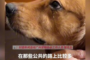 狗中毒急救指南（中毒紧急情况下的关键应对措施）