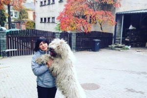 可蒙犬美容知识详解（一只幸福的宠物从美容开始）