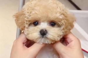 泰迪狗（为什么泰迪狗是最适合家庭养的狗？）