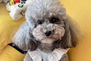 泰迪狗的丰富多彩毛色（探索泰迪狗的各种颜色与特点）