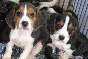米格鲁猎犬的全面饲养指南（培养忠诚友善的伴侣——米格鲁猎犬的健康生活之道）