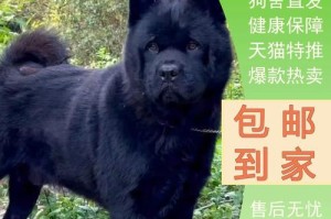 家养犬中的贵族狗——现在最昂贵的犬种（探秘家养界的“富二代”们，他们的价格和魅力）