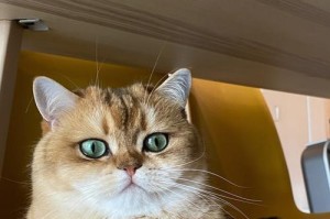 猫咪的手势语言之谜（揭秘猫咪为什么以端手为主要手势的原因）