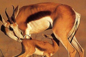 白色羚羊长耳大野兔饲养全攻略（掌握这些方法，你也可以养一只可爱的白色羚羊长耳大野兔！）