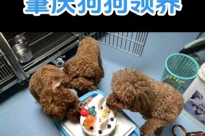 探究贵宾犬价格的原因（解析贵宾犬价格高的五大因素，原来如此！）