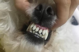 贵宾犬换牙时间及过程详解（了解贵宾犬换牙的时间和注意事项）