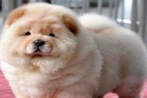 松狮饲养全指南（养狗初学者必看！）