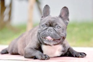 斗牛犬的喂养注意事项（饲养斗牛犬要知道什么？）