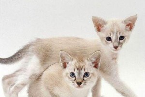 如何正确饲养东奇尼猫？（养东奇尼猫，从这些方面入手！）
