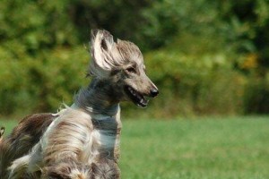 如何正确饲养阿富汗猎犬？（掌握这些关键诀窍，让你的猎犬健康成长）