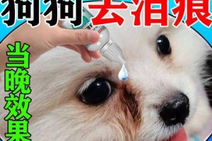 泰迪眼睛流泪眼屎的原因及解决方法（探究泰迪眼睛流泪眼屎的成因，为你的宠物提供解决方案）