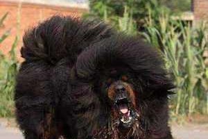 藏獒——最古老的犬种之一（探究藏獒的历史渊源及其特点）