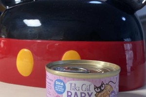 小猫如何科学饮食以促进牙齿生长（探索小猫牙齿生长的奥秘，合理搭配食物帮助其健康发育）