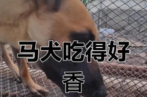 以马犬的饮食禁忌（保护你的爱犬，避免错误饮食）