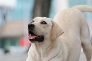 拉布拉多一天应喂几顿？（科学喂养宠物犬需遵循的饮食原则）