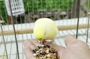 虎皮鹦鹉的科学喂养方法（了解虎皮鹦鹉的食物需求，合理安排饮食）