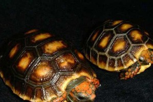 哥伦比亚红腿陆龟的饲养方法（养护技巧、环境搭建及饮食要求）
